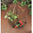 Metal Plant Stand