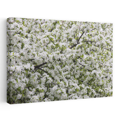 Close Up Of Blooming Tree In Hyde Park, Chicago, Illinois, Usa Abstract Contemporary Landscape Nature Wall Art