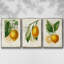 Citron français I 3 pièces-97795864-97795857