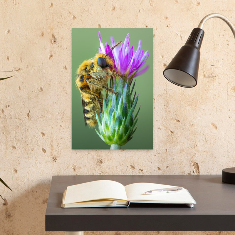 Fuzzy Bee On Purple Flower Delicate Vibrant Bee Flower Nature Wall Art Print 1 Piece Wrapped Canvas Wall Art