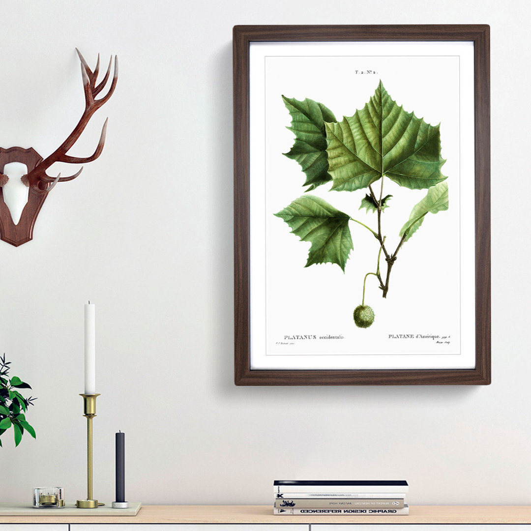 Sycamore Tree by Pierre-Joseph Redoute - Picture Frame Art Prints