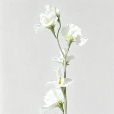 Audet Sweet Pea Stems