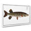 Pike Fish by M.E. Bloch - Wrapped Canvas-55325366