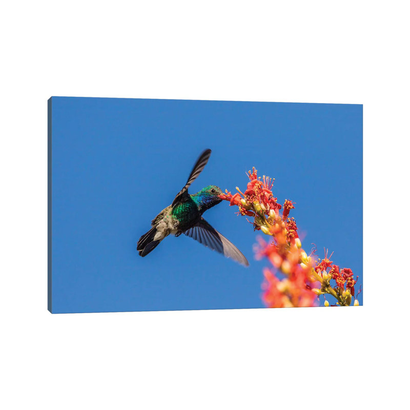 USA, Arizona, Sabino Canyon. Male Broad-billed Hummingbird Feeding On Ocotillo Blossoms. by Jaynes Gallery - Wrapped Canvas Print