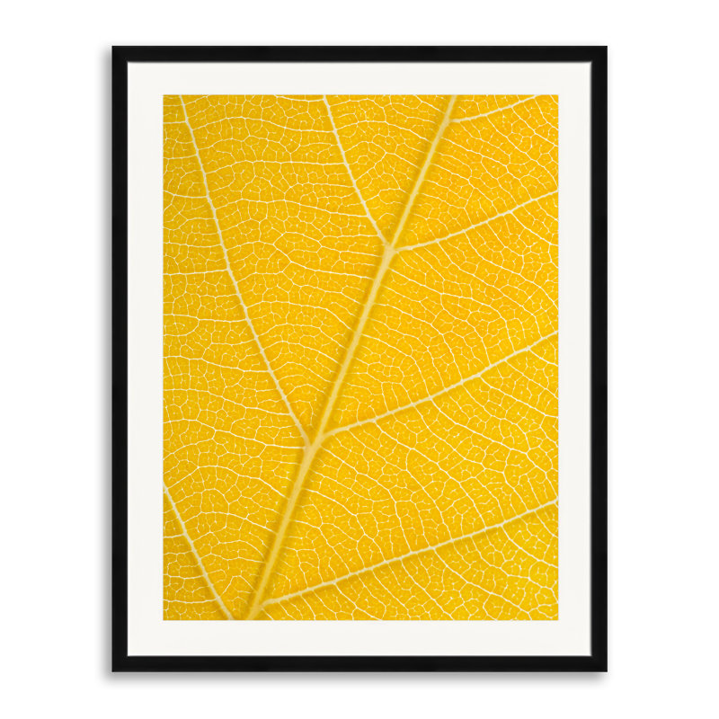 Feuille d'automne par Philippe Moisoux - photographie, Papier avec cadre noir, H 30 po x l 24 po