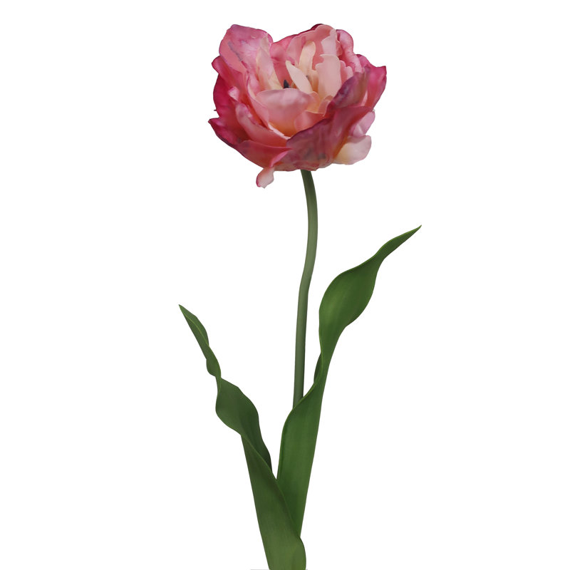 Couleur de l'eau de tulipe