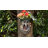 Bird Feeder