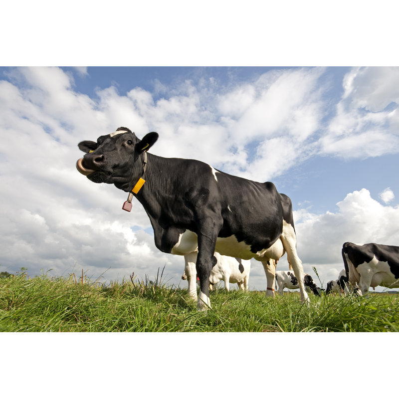 Cow Cow by Steeric - Photographie sur toile tendue, L 12 po x H 8 po