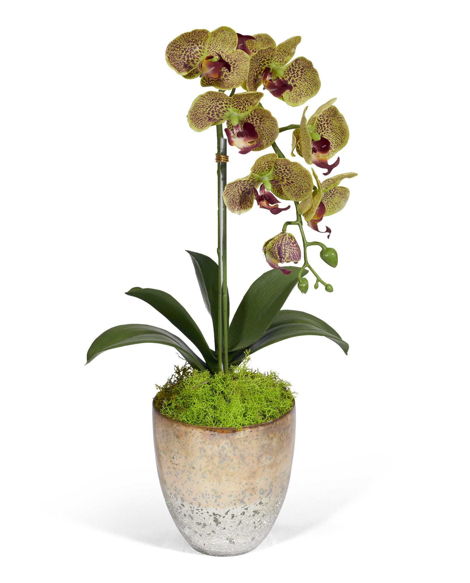 T&C Floral Company Faux Silk Orchid Arrangement in Vase