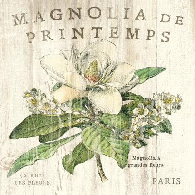 Magnolia De Printemps