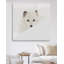 «Arctic Fox», reproduction de photo-33511648-32971782