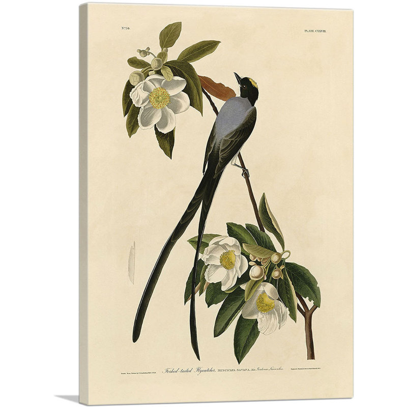 Reproduction d'art sur toile tendue à fourche par James Audubon, H 26 po x l 18 po x P 0,75 po