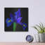 Iris bleu par Pamela Plummer-1593333337
