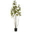 Arbre 4 'Cotinus Coggygria-20583849