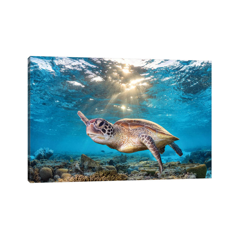 Swimming In The Golden Light by Jordan Robins - Print on Canvas, 30.48 cm H x 45.72 cm W, No Framed