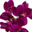 Phalaenopsis-orchidée de la pièce maîtresse en vase