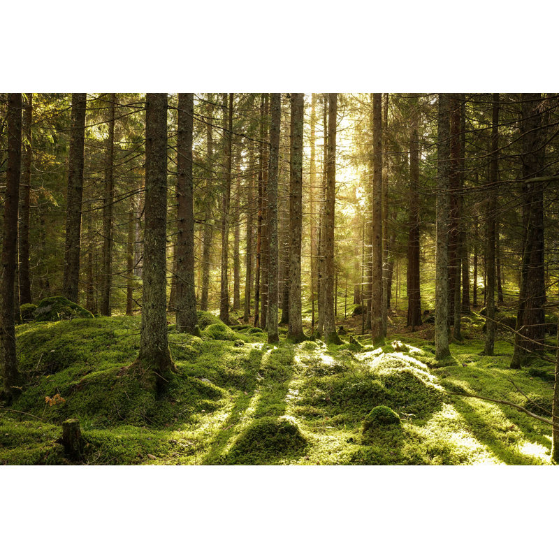Beautiful Beautiful Coniferous Forest - Photographie sur toile tendue, H 24 po x l 36 po
