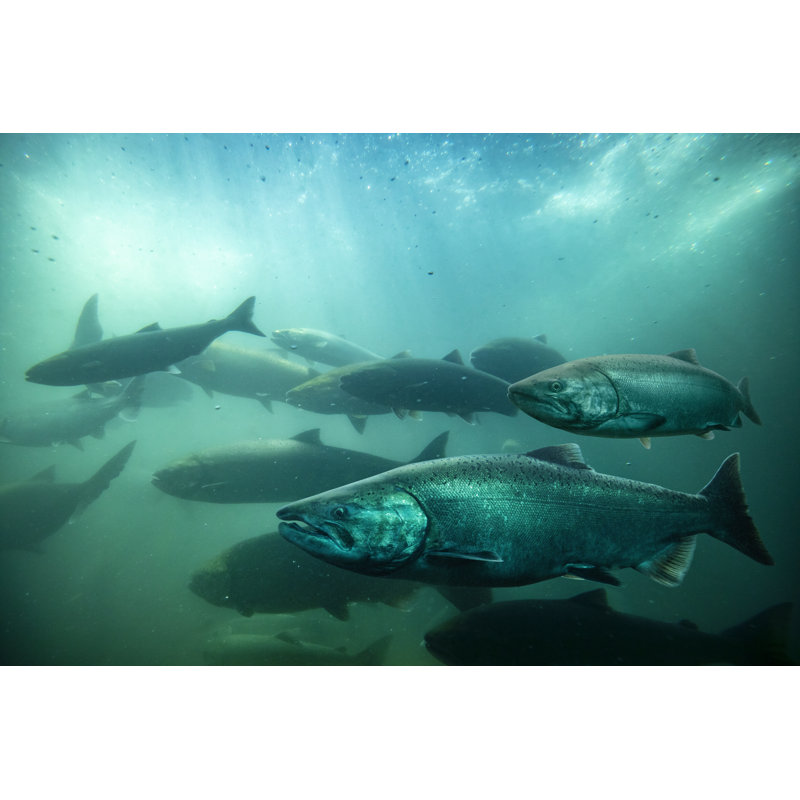 Pacific salmon underwater swimming, 20cm H x 30cm W