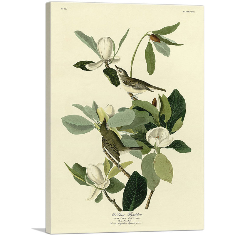 Reproduction d'art sur toile tendue, "Warling Flycatcher" par James Audubon, H 18 po x l 12 po x P 1,5 po
