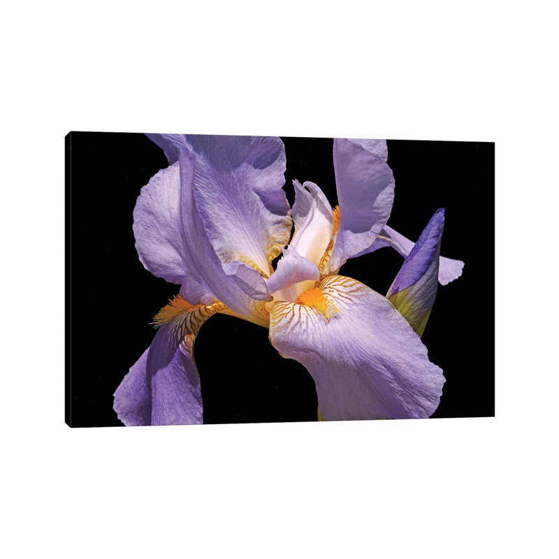 Violet Iris by Brian Wolf - Wrapped Canvas Print, 66.04 cm H x 45.72 cm W