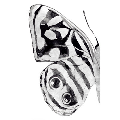Monochrome Wings III - Wrapped Canvas Painting