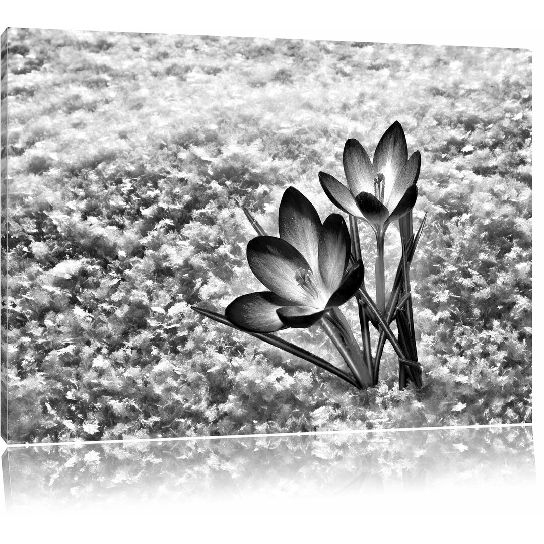 Leinwandbild Lila Krokusse im Schnee in Monochrom