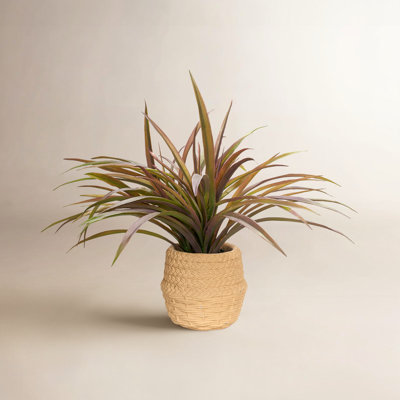 13" Spider Plant in Planter