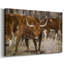Longhorns-Toile tendue avec châssis-1388318248