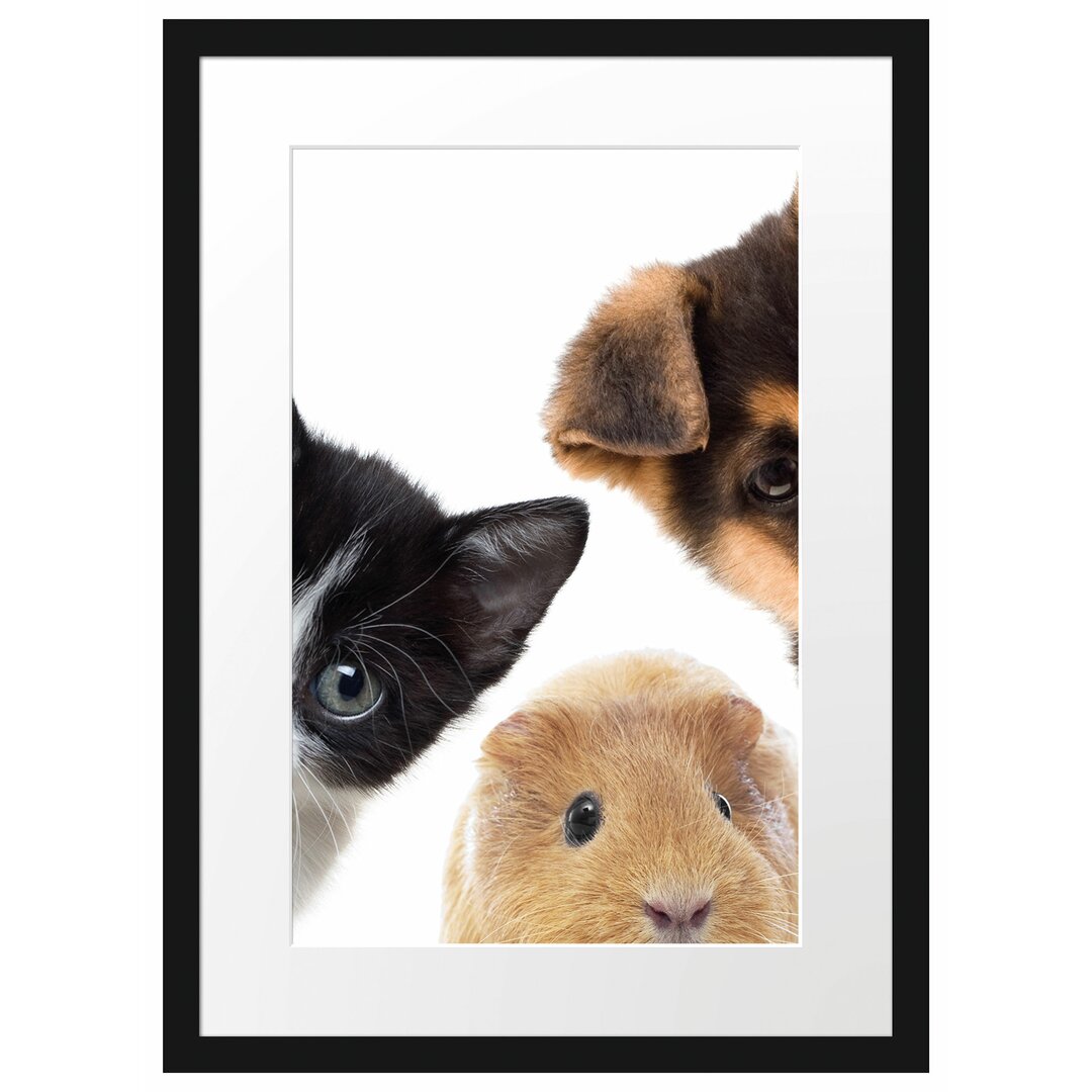 Gerahmtes Poster Trio Hund Katze Meerschwein