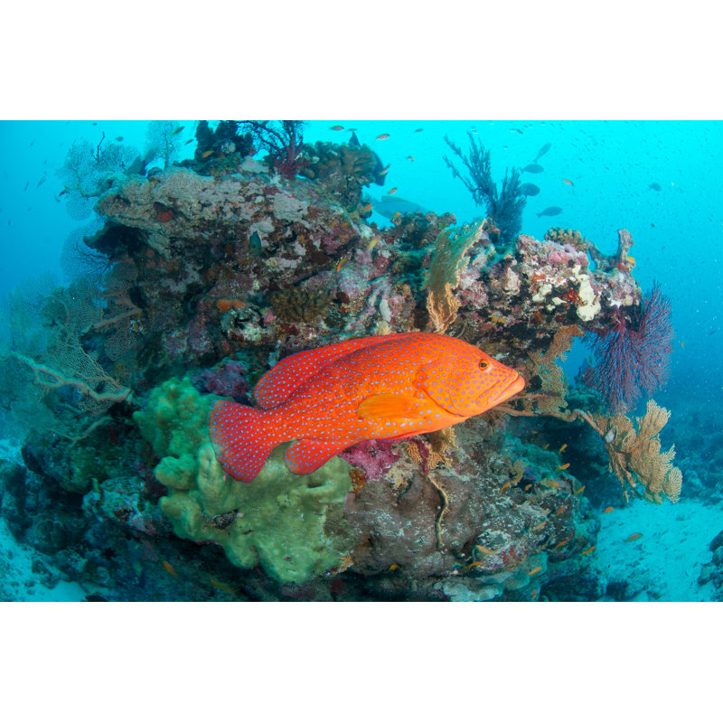 Red Fish 1 Piece Wrapped Canvas Wall Art, 61cm H x 91cm W x 3.8cm D