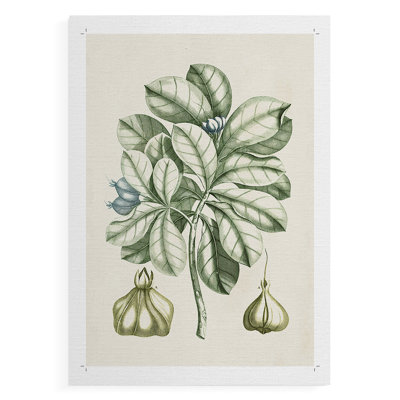 Buchoz Tropicals IX -Canvas Print Only - NOT FRAMED