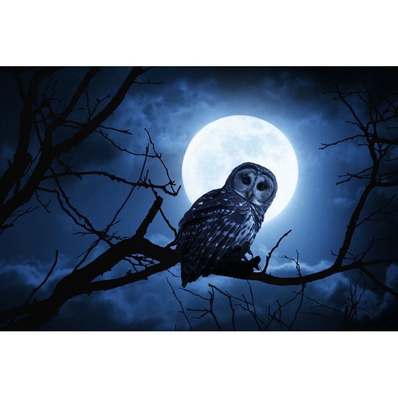 Night Owl - Wrapped Canvas Print, 81cm H x 122cm W x 3.8cm D
