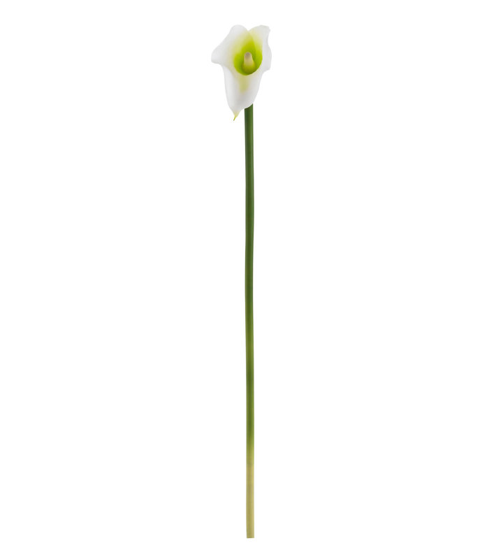 Tige Calla Lielies, Crème