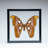 Cadre de vitrine simple Attacus Atlas dans un cadre noir
