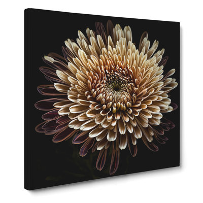 Chrysanthemum Photograph No.1 - Wrapped Canvas