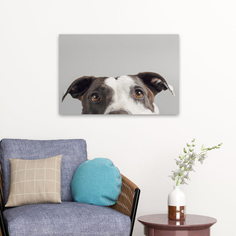 Rubis - photographie, animaux, chiens, H 16 po x l 24 po
