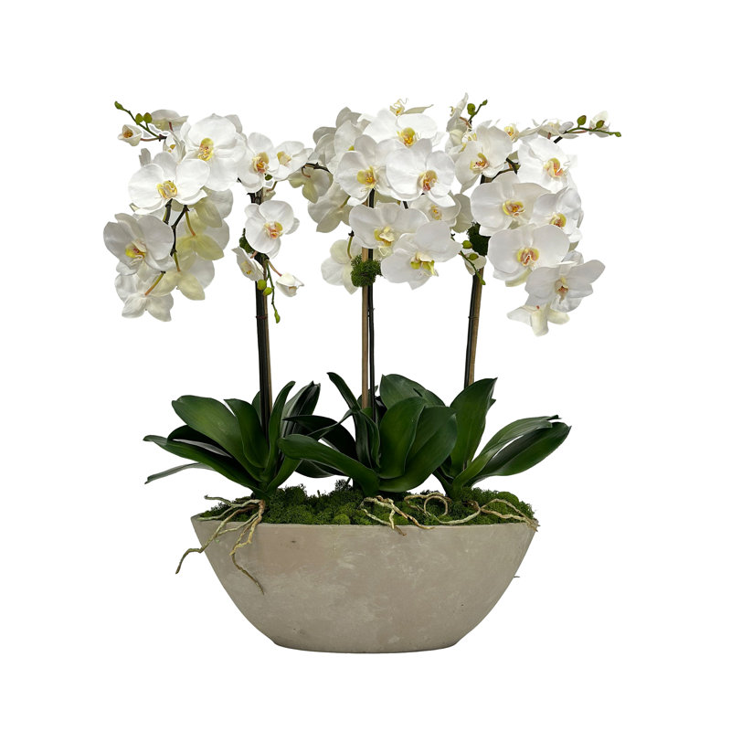 Orchidée dans un grand plateau ovale