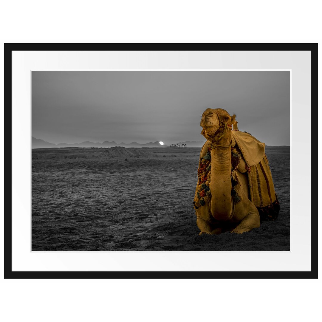 Gerahmtes Poster Kamel in Wüste bei Sonnenaufgang