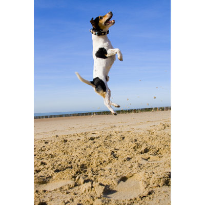 " Jumping Jack Russell " by Ghekko