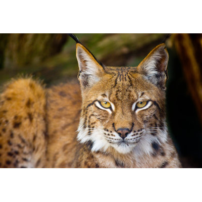 Lynx Or Bobcat by Alphotographic - No Frame Print on Canvas