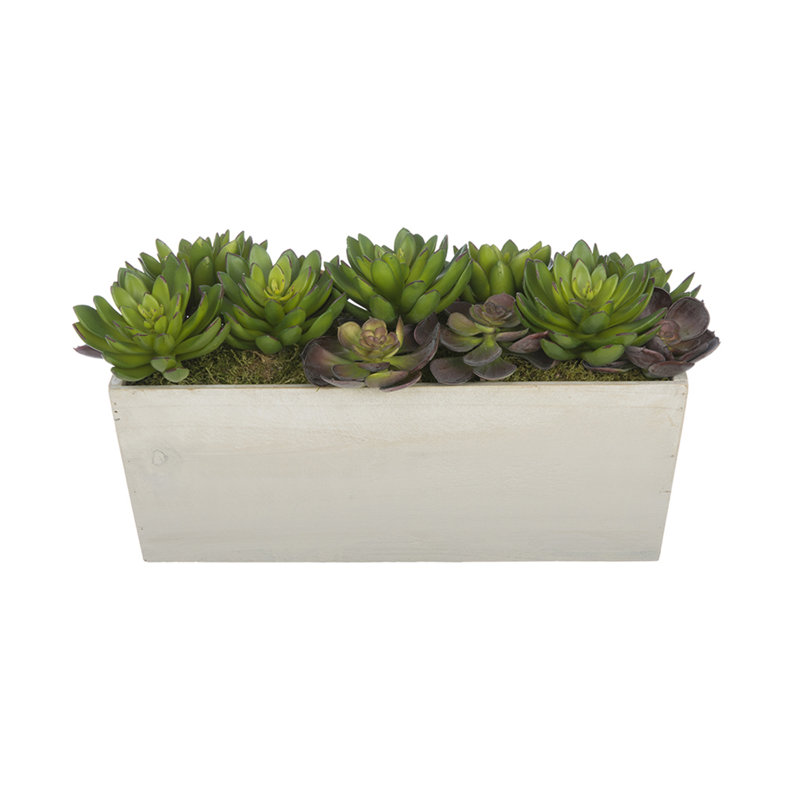 Succulent artificielle 4" en pot, Blanc