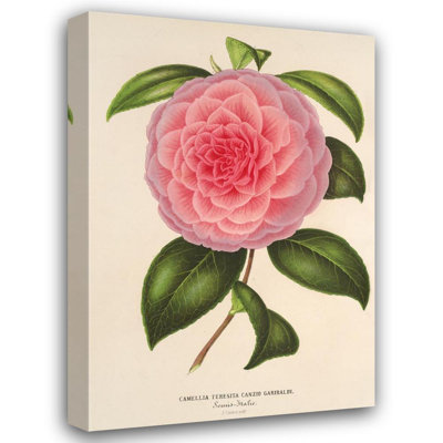 "Camellia Teresita Canzio Garibaldi" by  Charles Antoine Lemaire - Gallery Wrap Canvas Wall Art