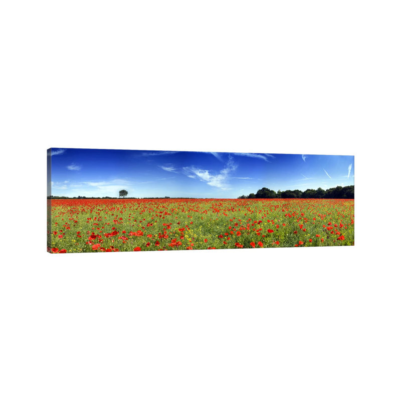 Poppies In A Field, Norfolk, England - Wrapped Canvas Panoramic Print, 30.48 cm H x 91.44 cm W x 1.91 cm D