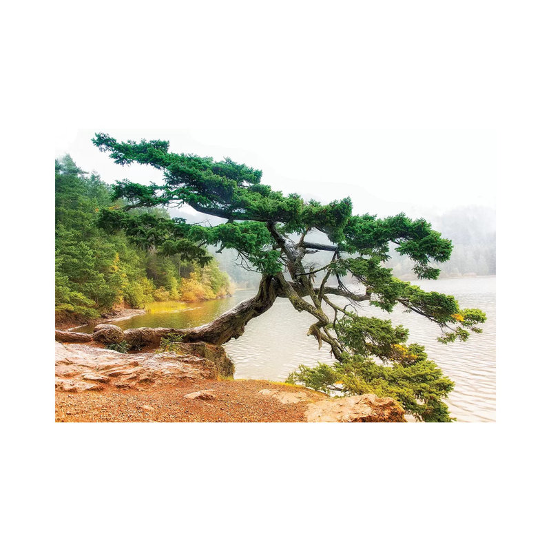 Orcas Pine B by MScottPhotography - Wrapped Canvas Print, 66.04 cm H x 45.72 cm W