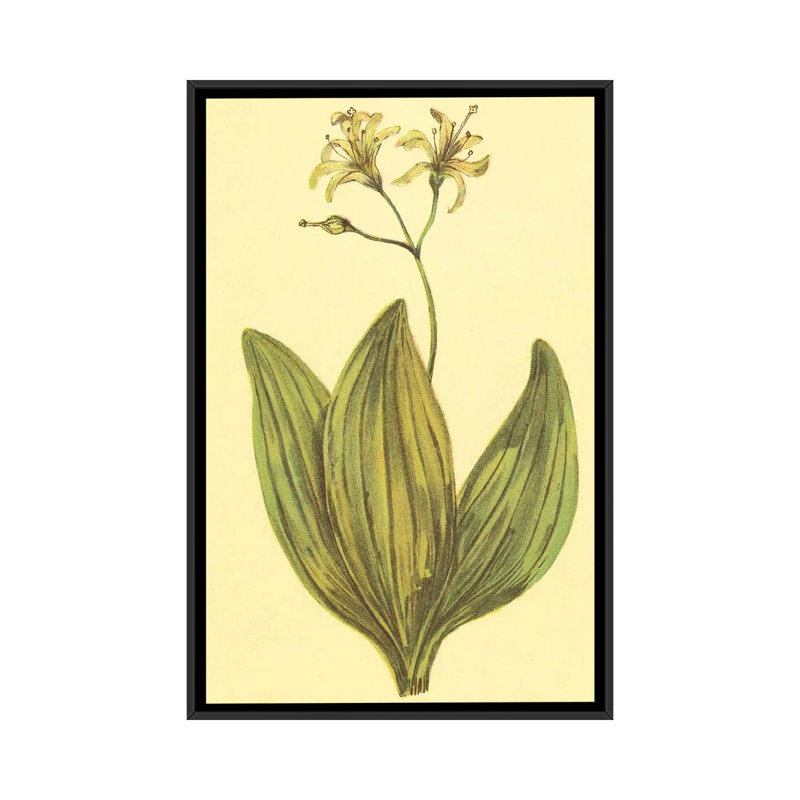 « clintonia », reproduction sur toile, H 26 po x l 18 po x P 1,5 po, Toile avec cadre noir, Pas de tapis