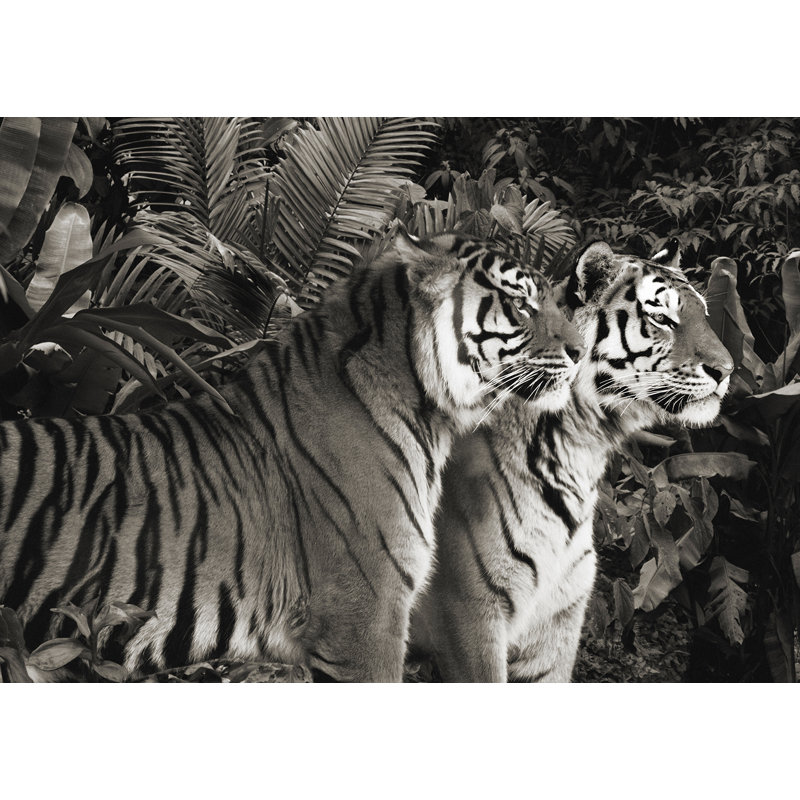 Two Bengal Tigers (BW) - Wrapped Canvas Print, 70cm H x 100cm W x 4cm D