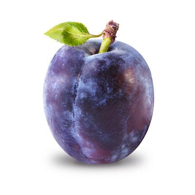 " Plum "