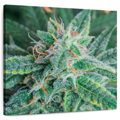 Cannabis Blossom