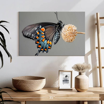 Papillon machaon noir Brampt