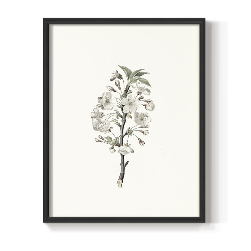 Reproduction florale vintage encadrée CL XXXVI - bois massif, Noir, noir, noir, noir, H 21 po x l 17 po